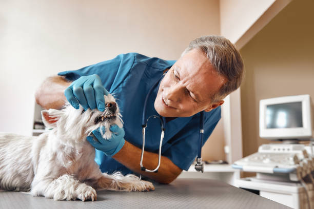 Best Walk-In Emergency Dental Services in Richmond, MI
